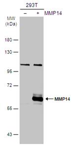 MMP14 Antibody in Western Blot (WB)