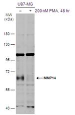 MMP14 Antibody in Western Blot (WB)