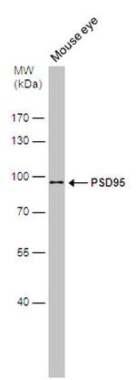 PSD-95 Antibody in Western Blot (WB)