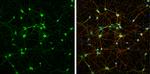 NMDAR1 Antibody in Immunocytochemistry (ICC/IF)