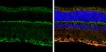 NMDAR1 Antibody in Immunohistochemistry (Frozen) (IHC (F))