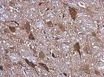 NMDAR1 Antibody in Immunohistochemistry (Paraffin) (IHC (P))