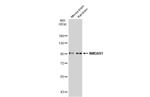 NMDAR1 Antibody in Western Blot (WB)