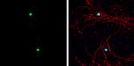 ASCL1 Antibody in Immunocytochemistry (ICC/IF)