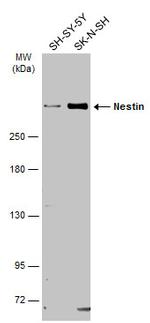 Nestin Antibody in Western Blot (WB)