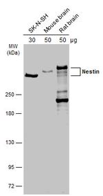 Nestin Antibody in Western Blot (WB)