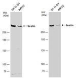 Nestin Antibody in Western Blot (WB)