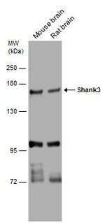 SHANK3 Antibody in Western Blot (WB)