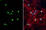 NPY Antibody in Immunocytochemistry (ICC/IF)