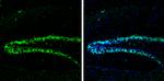 NPY Antibody in Immunohistochemistry (Frozen) (IHC (F))