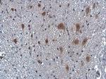 NPY Antibody in Immunohistochemistry (Paraffin) (IHC (P))