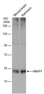 VGLUT1 Antibody in Western Blot (WB)