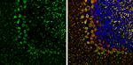 PSD93 Antibody in Immunohistochemistry (Frozen) (IHC (F))