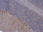 PSD93 Antibody in Immunohistochemistry (Paraffin) (IHC (P))