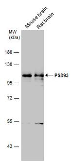 PSD93 Antibody in Western Blot (WB)