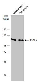 PSD93 Antibody in Western Blot (WB)