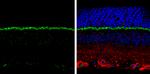 PSD-95 Antibody in Immunohistochemistry (Paraffin) (IHC (P))