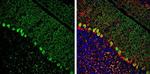 ITPKA Antibody in Immunohistochemistry (Frozen) (IHC (F))