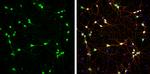 DARPP-32 Antibody in Immunocytochemistry (ICC/IF)