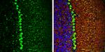 DARPP-32 Antibody in Immunohistochemistry (Frozen) (IHC (F))