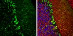 DARPP-32 Antibody in Immunohistochemistry (Frozen) (IHC (F))