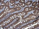 DARPP-32 Antibody in Immunohistochemistry (Paraffin) (IHC (P))