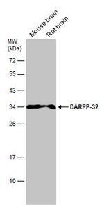 DARPP-32 Antibody in Western Blot (WB)