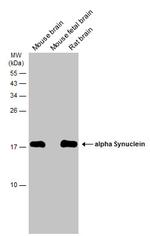 alpha Synuclein Antibody in Western Blot (WB)