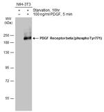 Phospho-PDGFRB (Tyr771) Antibody in Western Blot (WB)