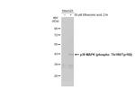 Phospho-p38 MAPK (Thr180, Tyr182) Antibody in Western Blot (WB)