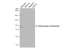 Phospho-RSK3 (Thr356, Ser360) Antibody in Western Blot (WB)