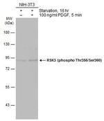 Phospho-RSK3 (Thr356, Ser360) Antibody in Western Blot (WB)