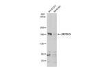 DEPDC5 Antibody in Western Blot (WB)