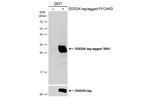 PYCARD Antibody in Western Blot (WB)