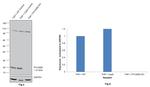 PYCARD Antibody in Western Blot (WB)