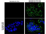 Phospho-EGFR (Tyr1086) Antibody in Immunocytochemistry (ICC/IF)