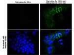 Phospho-EGFR (Tyr845) Antibody in Immunocytochemistry (ICC/IF)