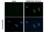 HIF-2 alpha Antibody in Immunocytochemistry (ICC/IF)