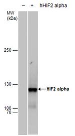 HIF-2 alpha Antibody in Western Blot (WB)