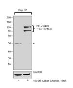 HIF-2 alpha Antibody in Western Blot (WB)