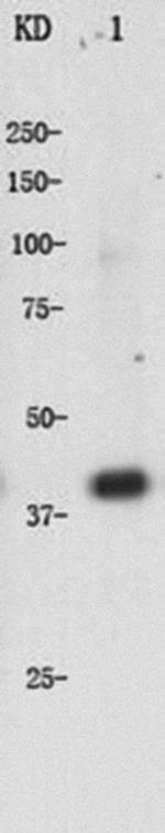 alpha-Cardiac Actin Antibody in Western Blot (WB)