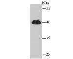 alpha-Cardiac Actin Antibody in Western Blot (WB)