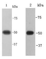 Beta III Tubulin Antibody in Western Blot (WB)