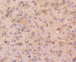 DOPEY2 Antibody in Immunohistochemistry (Paraffin) (IHC (P))