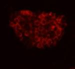 FAT4 Antibody in Immunocytochemistry (ICC/IF)