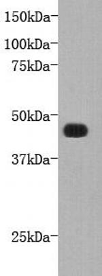 FAT4 Antibody in Western Blot (WB)