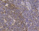 CD80 (B7-1) Antibody in Immunohistochemistry (Paraffin) (IHC (P))