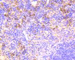 CD80 (B7-1) Antibody in Immunohistochemistry (Paraffin) (IHC (P))