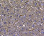 LDHA Antibody in Immunohistochemistry (Paraffin) (IHC (P))