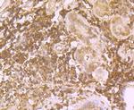 PR3 Antibody in Immunohistochemistry (Paraffin) (IHC (P))